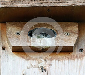 Tree swallow babies watching the outside world