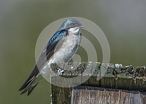 Tree Swallow