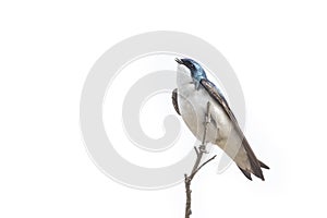 Tree swallow bird