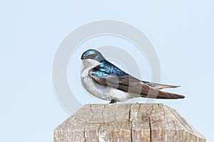 Tree swallow bird