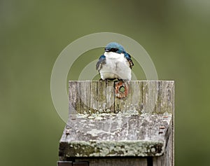 Tree Swallow on Birdbox