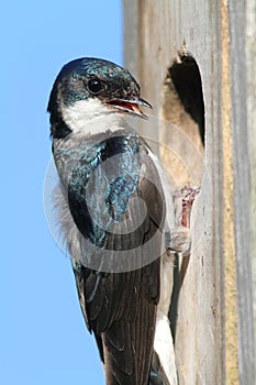 Tree Swallow Bringing Food To A Nest