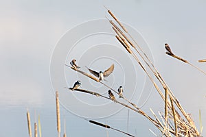 American tree swallow