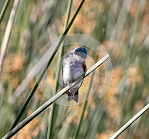 Tree swallow closeup blurred background