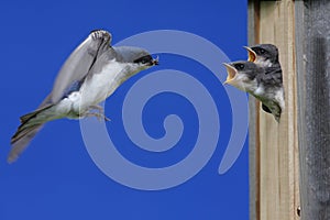 Tree Swallow Feeding Babies