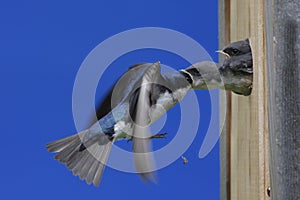 Tree Swallow Feeding Babies