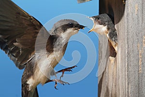 Tree Swallow Feeding Babies