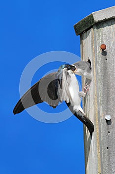 Tree Swallow Feeding Babies