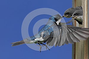 Tree Swallow Feeding Babies