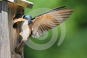 Tree Swallow Feeding Babies