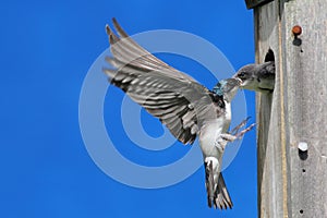 Tree Swallow Feeding Babies