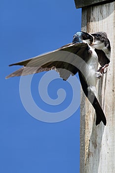 Tree Swallow Feeding Babies