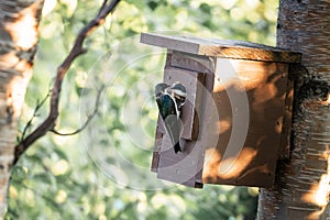 Tree Swallow Feeding Baby in Nest Box