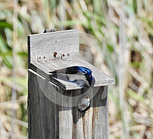 Tree Swallow Feeding Chick