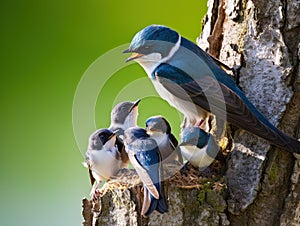 Tree Swallow feeding juveniles