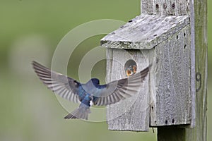 Tree Swallow feeding juveniles photo