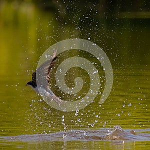 Tree swallow feeding on a lake