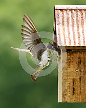 Tree Swallow Feeding Nestlings