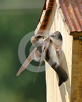 Tree Swallow Feeding Nestlings