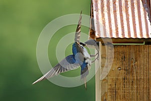 Tree Swallow Feeding Nestlings