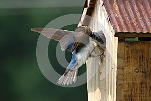 Tree Swallow Feeding Nestlings