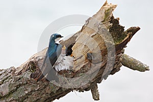 Tree Swallow feeds her babies in a dead tree branch, in a nest of feathers