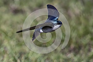 Tree Swallow flying around on Lake Kissimmee