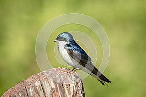 Tree Swallow in Millbrook, NY