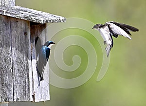 Tree Swallow Nesting Time