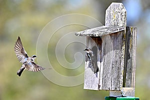 Tree Swallow Nesting Time