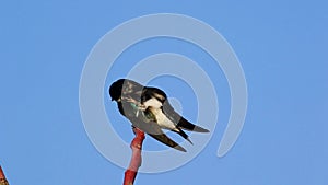 Tree Swallow perched left preens feathers and wings blue sk