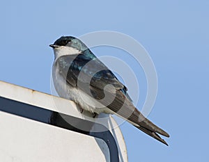 Tree Swallow Perched on Sign
