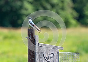 Tree Swallow on Post