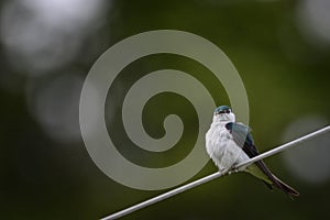 Tree Swallow resting on a wire
