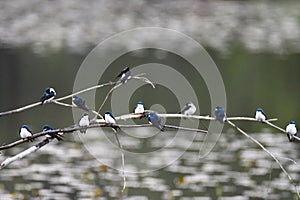 The Tree swallow s are flocking together on the branches.