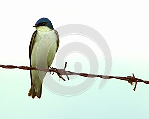 Tree swallow on wire