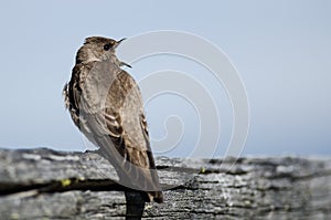 Tree Swallow Singing While Resting on a Weathered Wooden Fence Rail