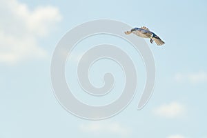 Tree Swallow Songbird in flight amid a beautiful cloudy and blue sky background