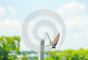 Tree Swallow Songbird leaps from its perch and takes flight