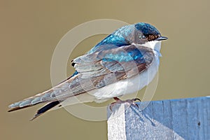 Tree Swallow