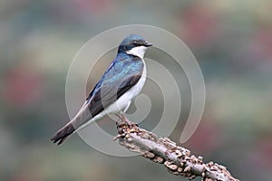 Tree Swallow on a stump