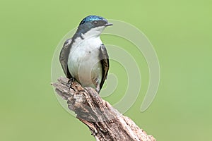 Tree Swallow on a stump