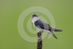 Tree Swallow (Tachycineta bicolor) photo