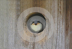 Tree Swallow (tachycineta bicolor) photo