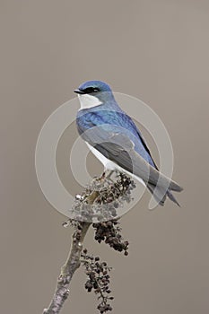 Tree Swallow (Tachycineta bicolor) photo