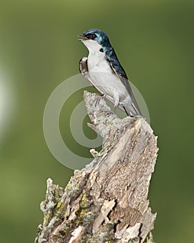 Tree Swallow, Tachycineta bicolor