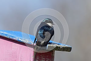 Tree swallow Tachycineta bicolor is a american migratory bird.