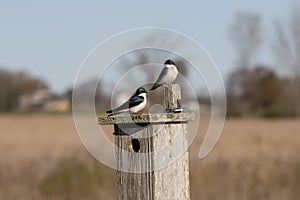 The Tree Swallow  Tachycineta bicolor in conservation  and wildlife refuge area