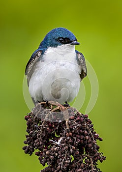 Tree swallow,Tachycineta bicolor is a migratory bird of the family Hirundinidae photo