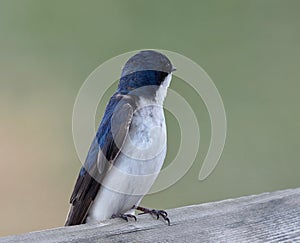 Tree Swallow Or Tachycineta Bicolor In Spring